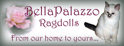 BellaPalazzo Ragdolls