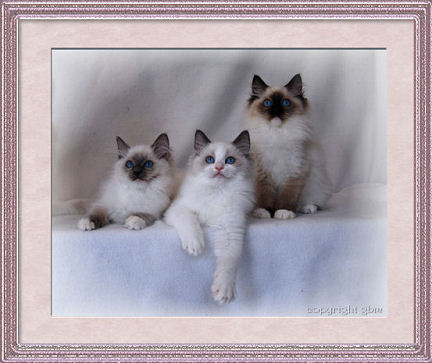 Ragdoll kittens: blue point mitted, blue point bicolor and seal point mitted