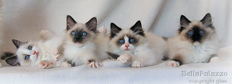 Ragdoll kittens in blue bicolor, blue mitted, seal bicolor and seal mitted 