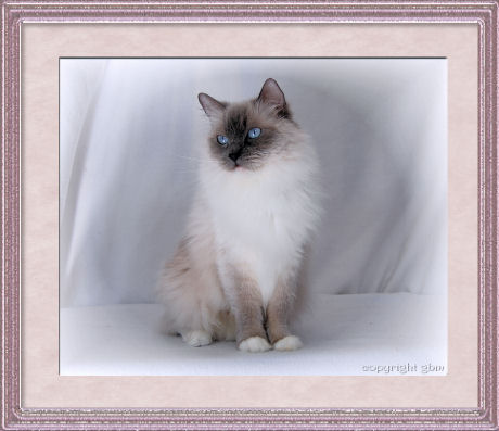 BellaPalazzo Destiny, a blue point mitted Ragdoll cat