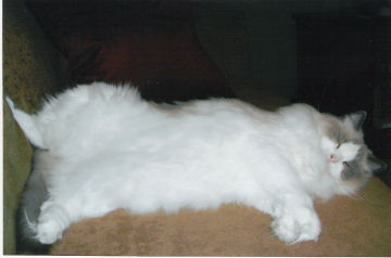 Blue Bicolor Ragdoll Cat, BellaPalazzo Glori