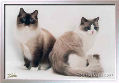Seal point mitted Ragdoll cat and Blue point bicolor Ragdoll cat