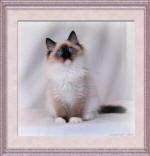 Seal mitted Ragdoll Kitten from BellaPalazzo in Connecticut