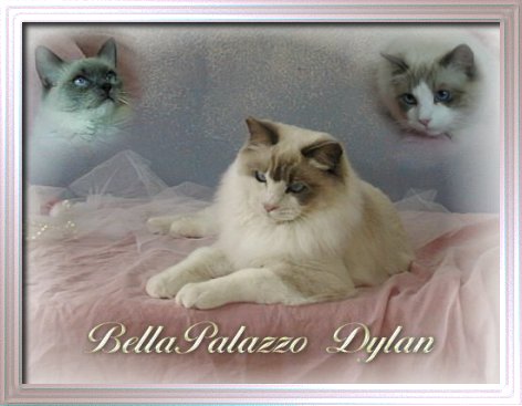 Ragdoll cat BellaPalazzo Dylan